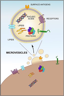 Microvesicles (MVs) are released by cell-surface membrane blebbing. They are delimited by a limited lipid bilayer and their biochemical composition mainly consists of lipids, proteins, and nucleic acids transferred from the donor cells. 