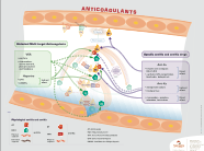 Anticoagulants Focus